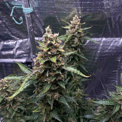 Ghideon growlog timeline photo