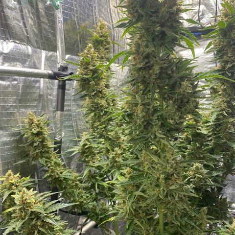 Ghideon growlog timeline photo