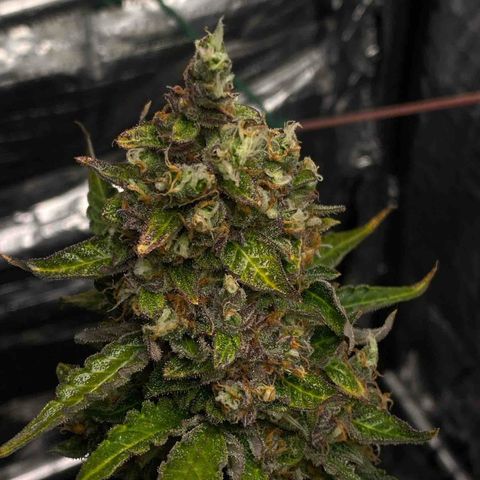 Ghideon growlog timeline photo