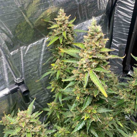Ghideon growlog timeline photo