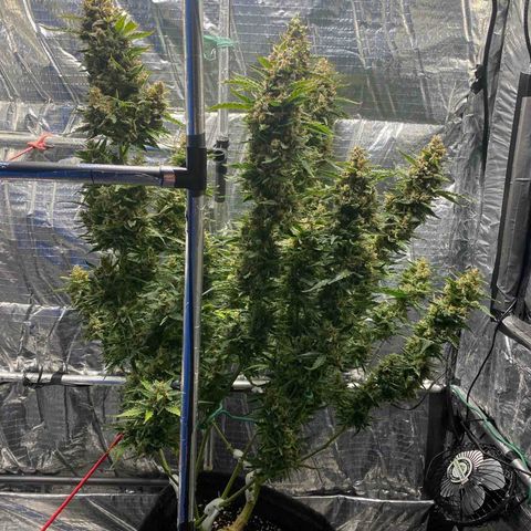Ghideon growlog timeline photo
