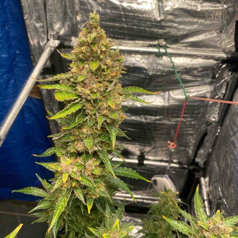 Ghideon growlog timeline photo