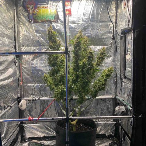 Ghideon growlog timeline photo