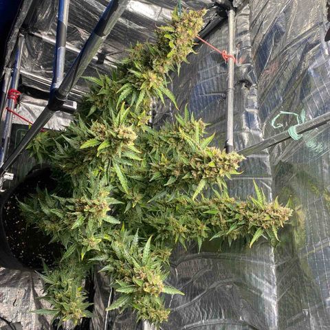 Ghideon growlog timeline photo