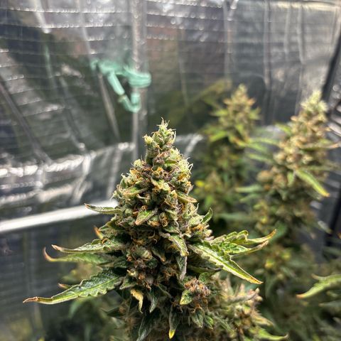 Ghideon growlog timeline photo