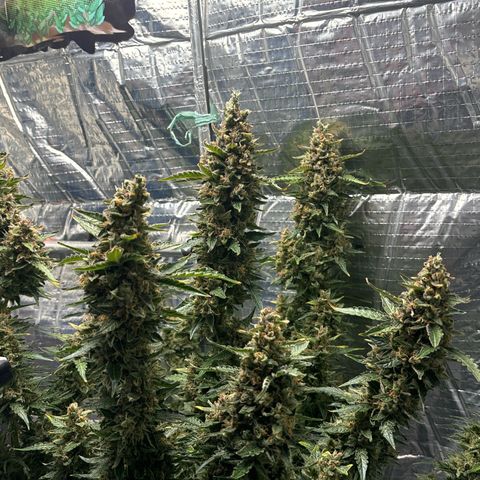 Ghideon growlog timeline photo