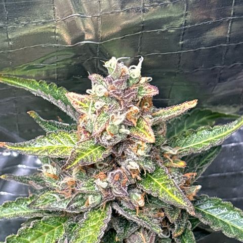 Ghideon growlog timeline photo