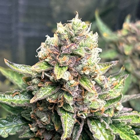 Ghideon growlog timeline photo
