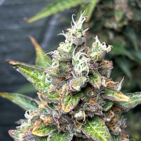 Ghideon growlog timeline photo
