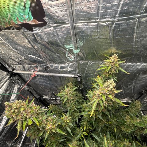 Ghideon growlog timeline photo