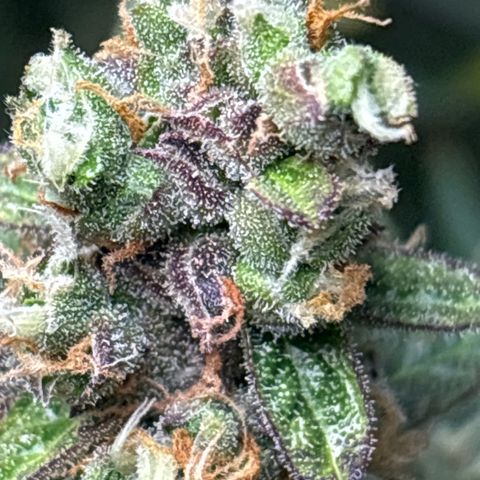 Ghideon growlog timeline photo