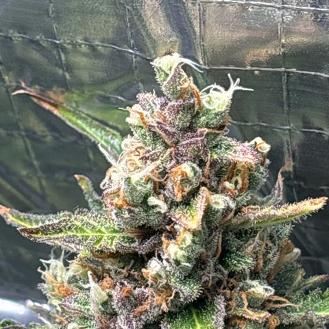 Ghideon growlog timeline photo
