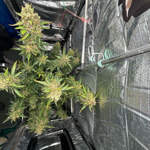 Ghideon growlog timeline photo