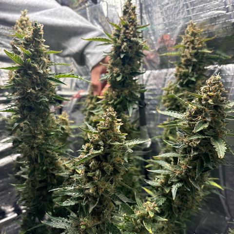 Ghideon growlog timeline photo