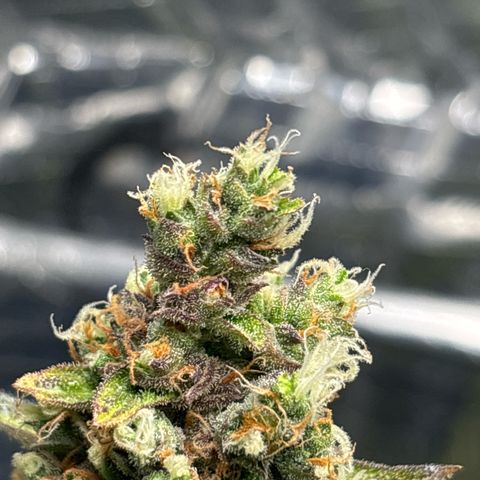 Ghideon growlog timeline photo
