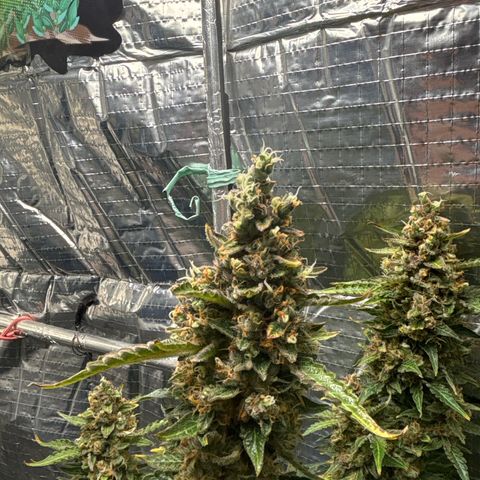 Ghideon growlog timeline photo
