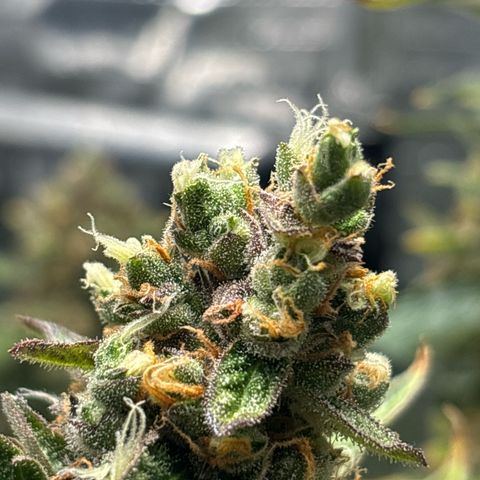 Ghideon growlog timeline photo