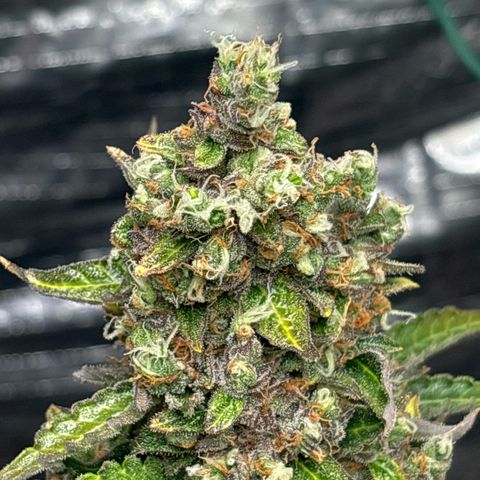 Ghideon growlog timeline photo