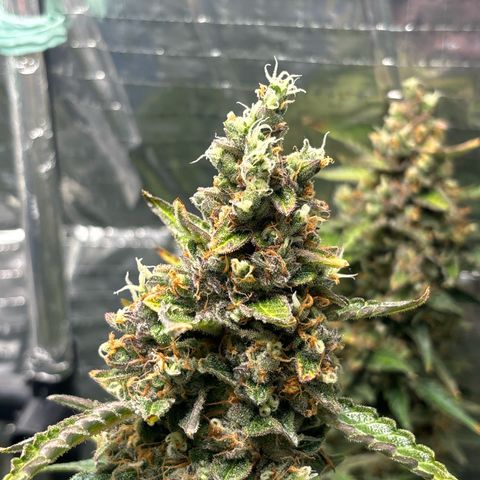 Ghideon growlog timeline photo