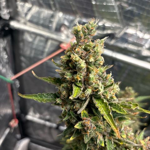 Ghideon growlog timeline photo