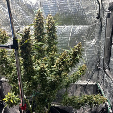 Ghideon growlog timeline photo