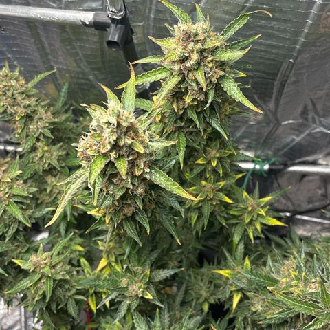 Ghideon growlog timeline photo