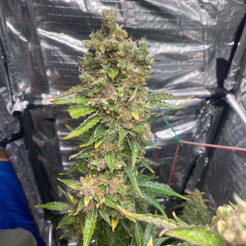 Ghideon growlog timeline photo