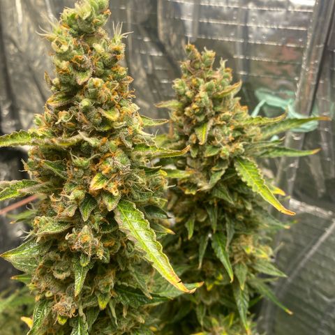 Ghideon growlog timeline photo