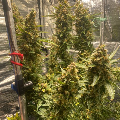 Ghideon growlog timeline photo