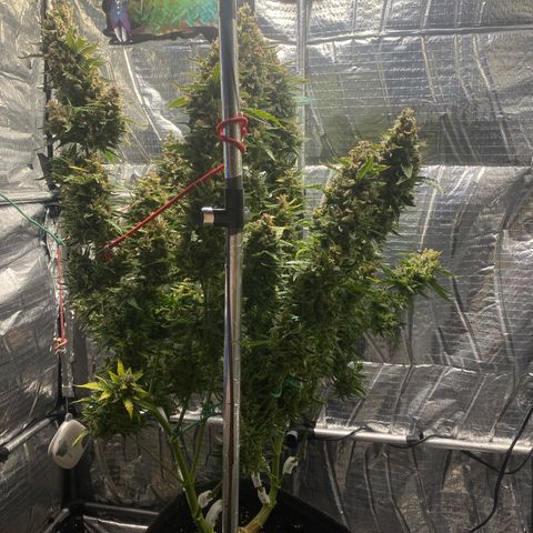 Ghideon growlog timeline photo