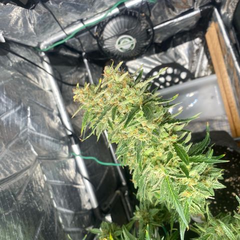 Ghideon growlog timeline photo