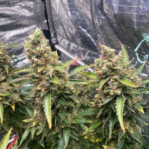 Ghideon growlog timeline photo