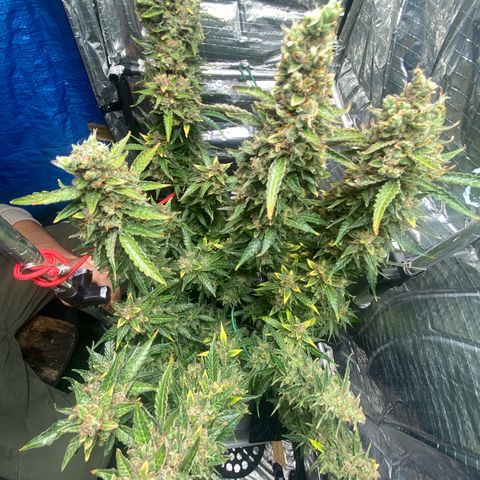 Ghideon growlog timeline photo