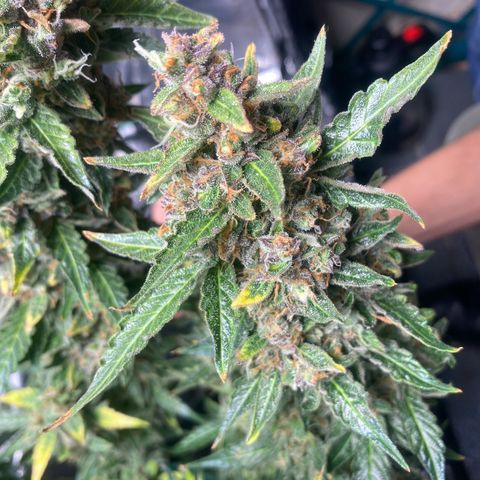 Ghideon growlog timeline photo