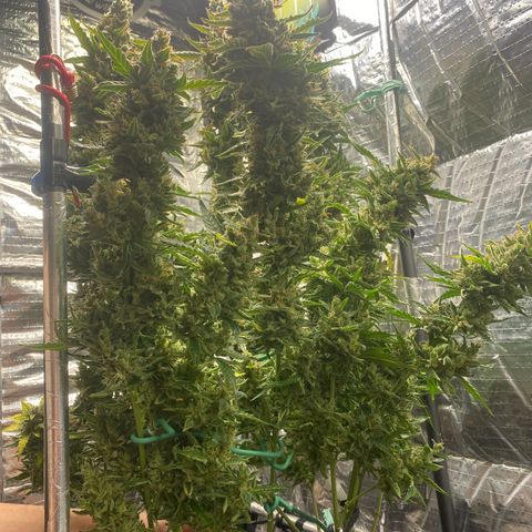 Ghideon growlog timeline photo