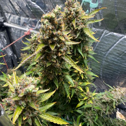 Ghideon growlog timeline photo