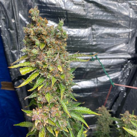 Ghideon growlog timeline photo