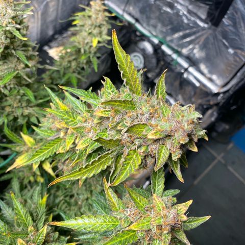 Ghideon growlog timeline photo