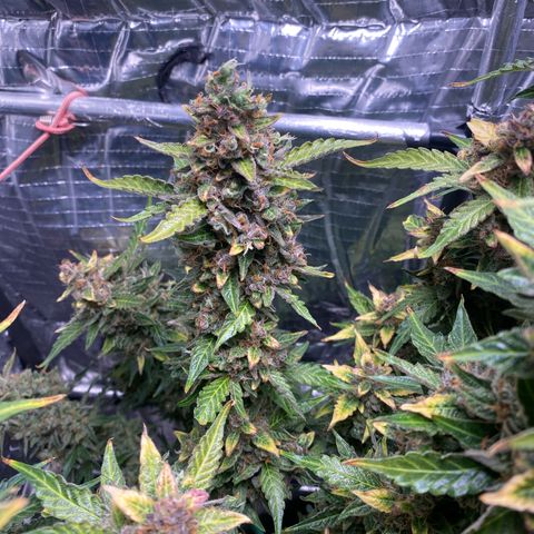 Ghideon growlog timeline photo