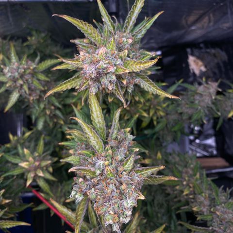 Ghideon growlog timeline photo
