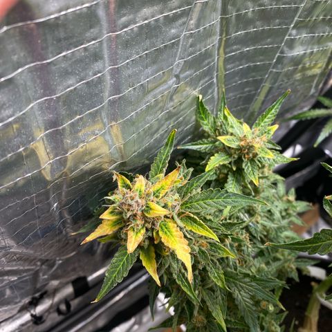 Ghideon growlog timeline photo