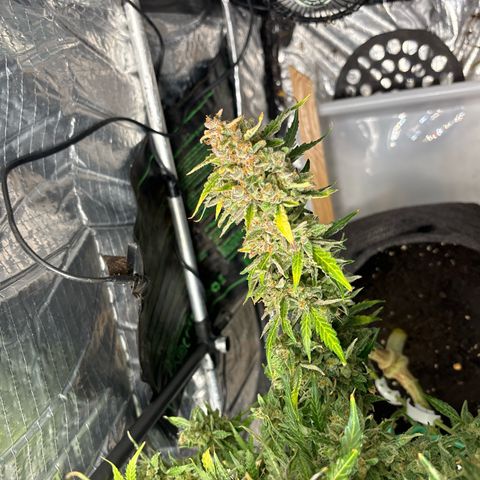 Ghideon growlog timeline photo