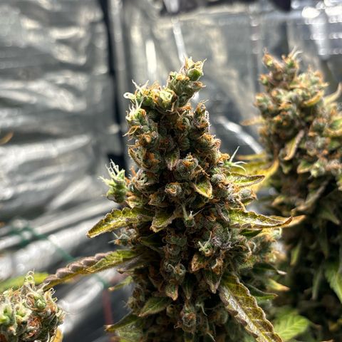 Ghideon growlog timeline photo