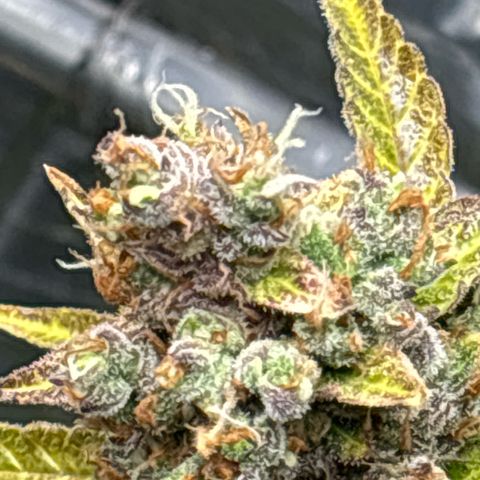Ghideon growlog timeline photo