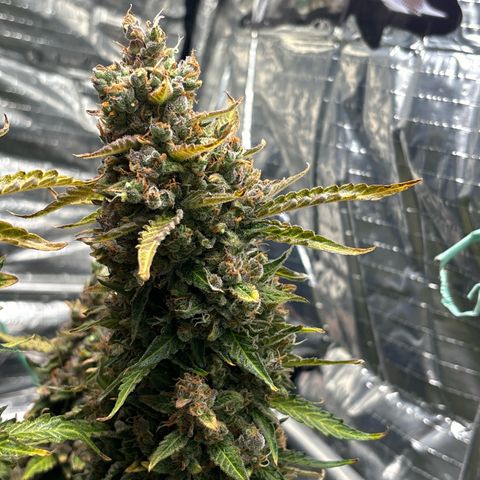Ghideon growlog timeline photo