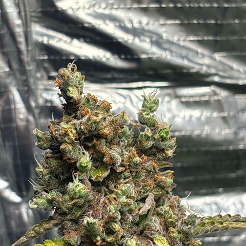Ghideon growlog timeline photo
