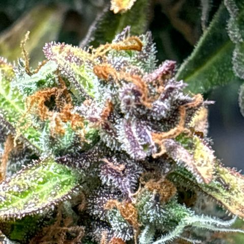 Ghideon growlog timeline photo