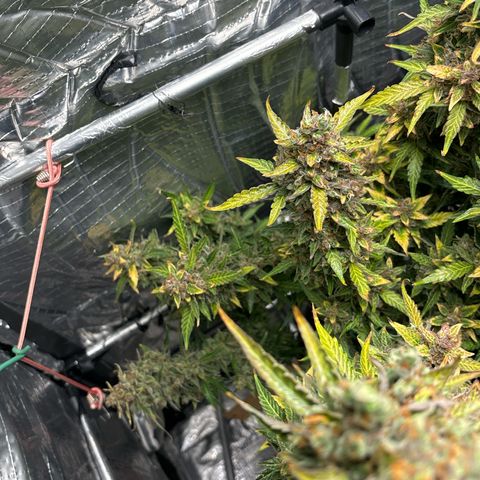 Ghideon growlog timeline photo