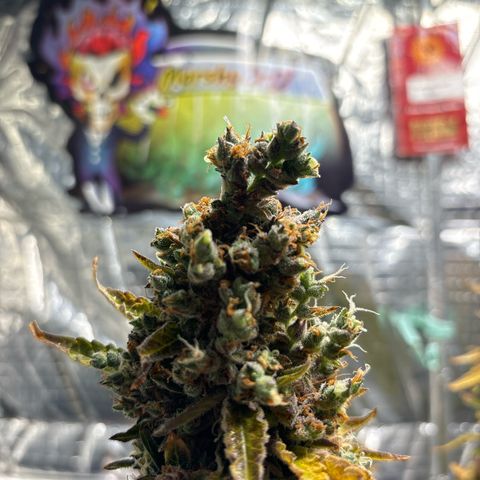 Ghideon growlog timeline photo