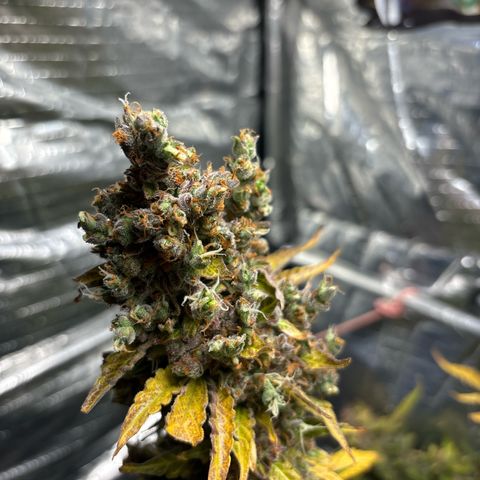 Ghideon growlog timeline photo
